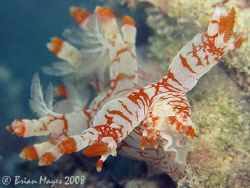 Nudibranch (Bornella stellifer) getting ready for take of... by Brian Mayes 